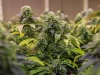 Best Delta-8 Hemp Flower: A Guide to Quality, Potency, and Selection