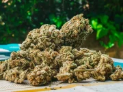 How does packaging affect THCA flower freshness retention?